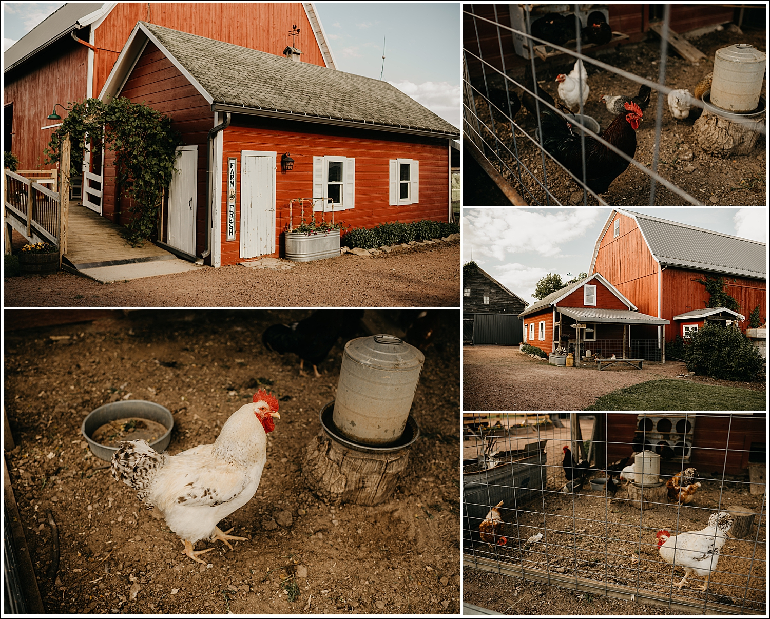 Tansy Hill Farm Wisconsin venue with chickens Wausau